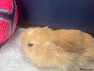 Mini Lop rabbits Gorgeous Mini Lops - Advert 5