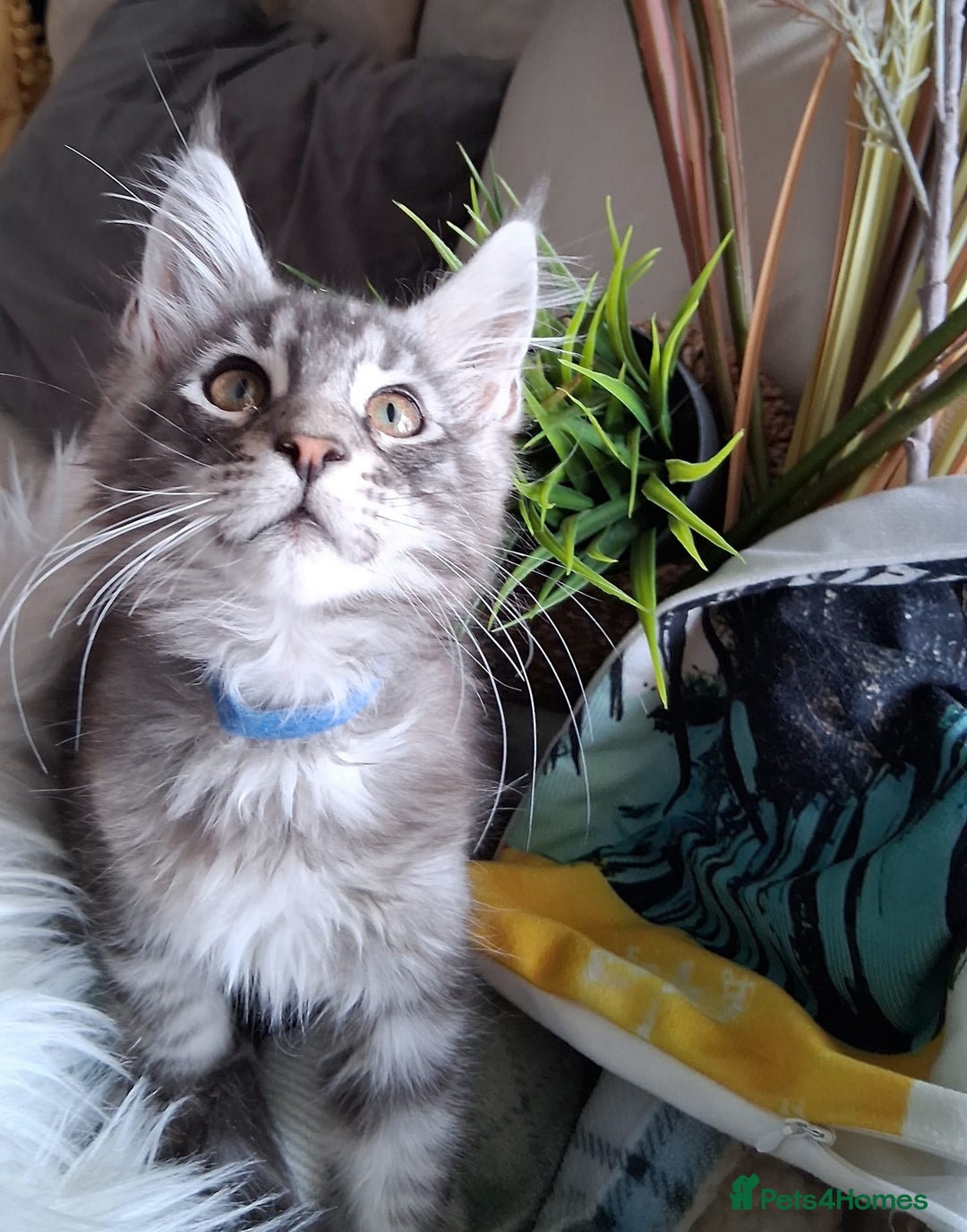 Maine Coon cats for sale: MAINE COON XL purebred registered active - Image 17