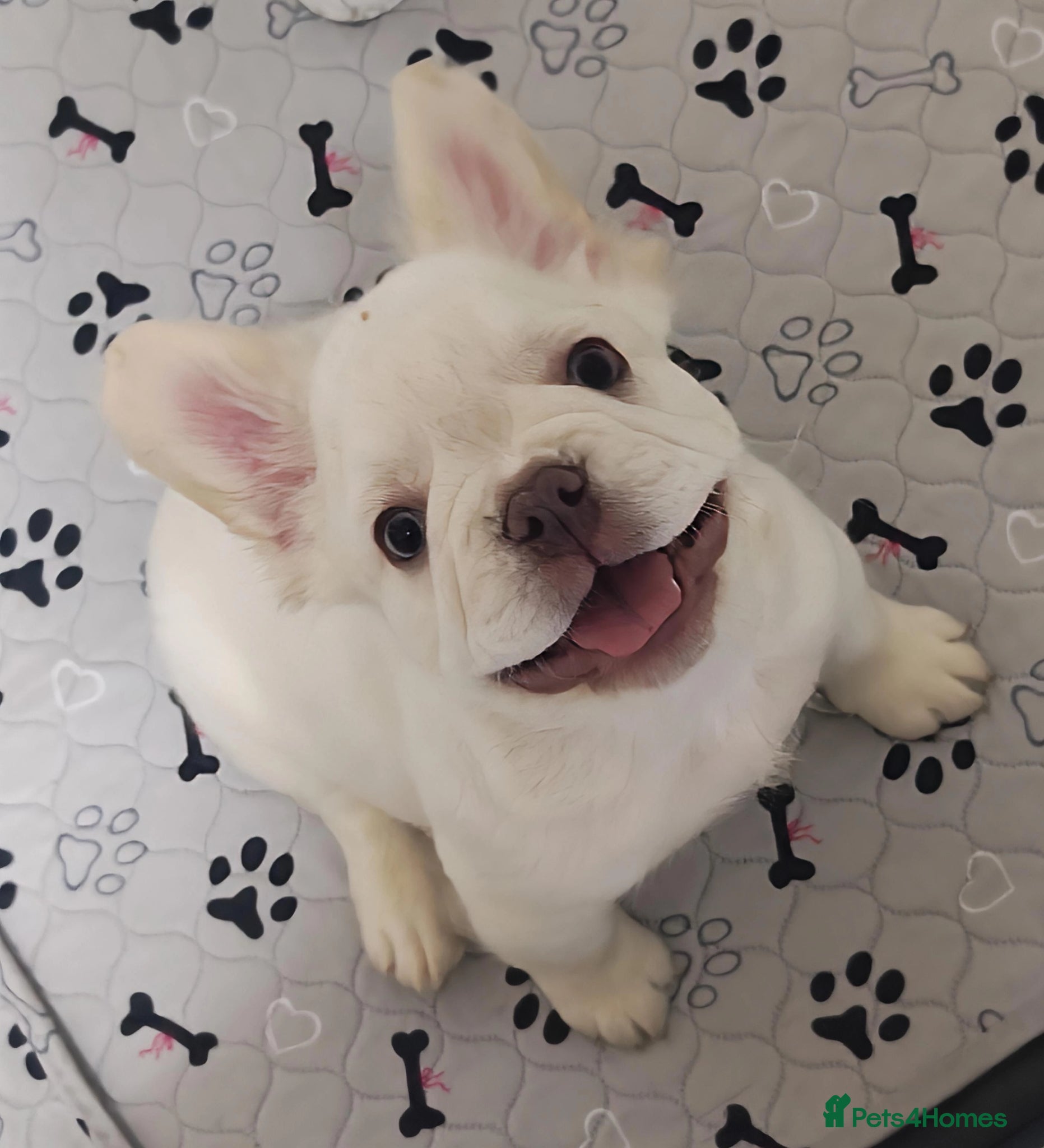 French Bulldog dogs Price Reduced French Bulldogs - Advert 2