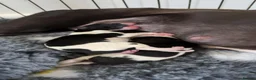 Whippet dogs for sale: TWO STUNNING BLACK & WHITE BOYS  in Worcester - Advert 3