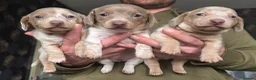 Dachshund dogs for sale: Minature short haired Daschunds - Advert 16
