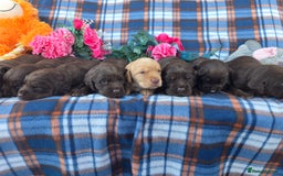 Cockerdor dogs for sale: F1 cockerdor puppies , cocker x labrador  - Image 19