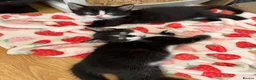 Mixed Breed cats for sale: Beautiful black & white kittens for sale  - Advert 10