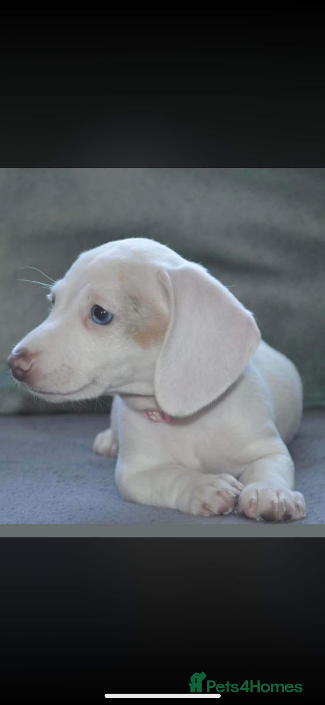 Miniature Dachshund dogs for stud: SHYLO Isabella dapple pied long hair stud  in Liverpool - Advert 19