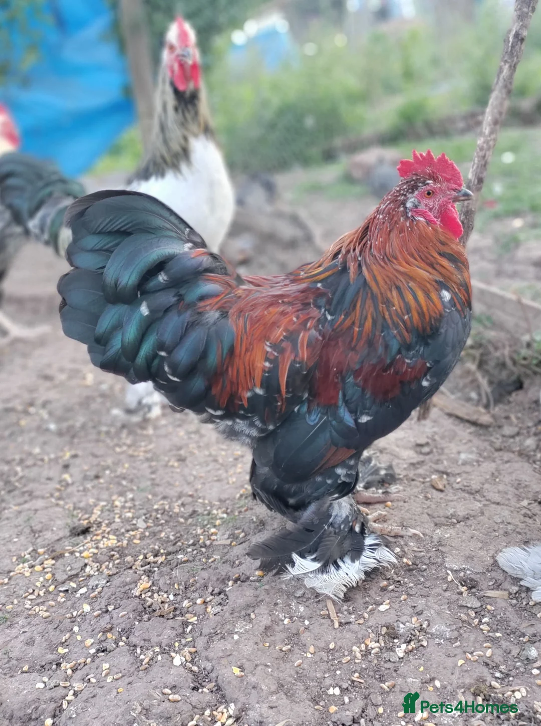Chickens poultry for sale: Seven cockerels  - Advert 2