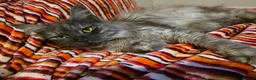 Maine Coon cats for sale: Male and female maine coon for rehoming  - Advert 3