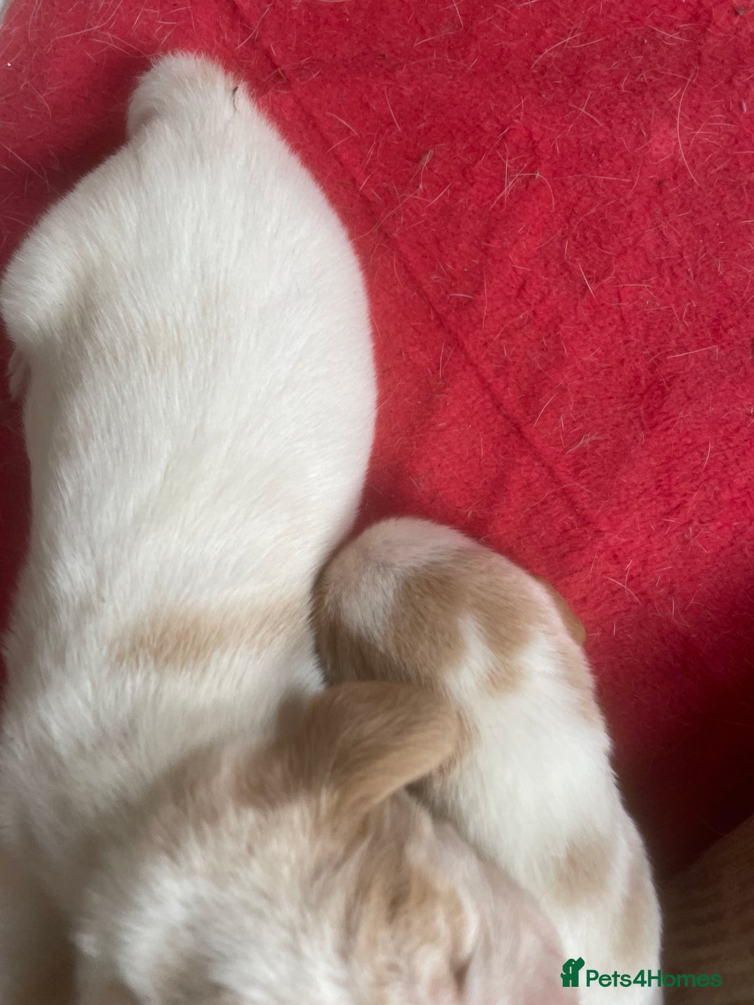 Beagle dogs for sale: Beautiful beagle boys kc reg ready 19 sept  - Image 20