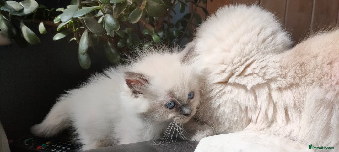 Ragdoll cats for sale: Beautiful Ragdoll kittens - Image 3