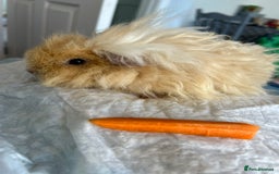 Guinea Pig rodents for sale: Two girl guinea pigs and set up  - Image 5