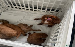 Mixed Breed dogs for sale: Cavapoo puppies  - Image 9