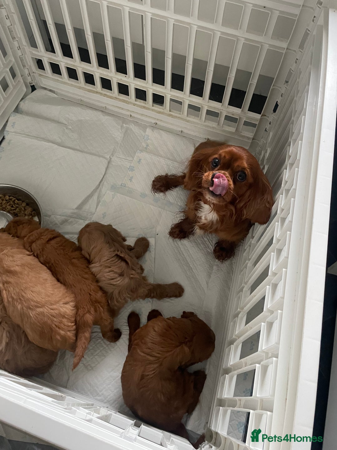 Mixed Breed dogs for sale: Cavapoo puppies  - Image 9