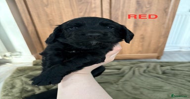Cocker Spaniel dogs - Advert 10