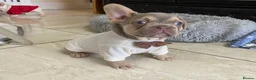 French Bulldog dogs for sale: FRENCH BULLDOGS, MERLE, ROJO, ISABELLA NEWSHADE. - Advert 21