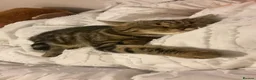 Scottish Fold cats for sale: Scottish fold for adoption ! - Advert 5