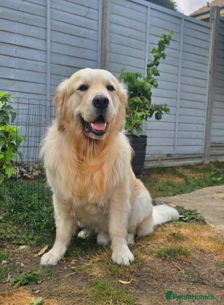 Golden Retriever dogs KC Golden Retriever for Stud - Advert 13