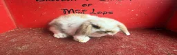 Mini Lop rabbits for sale: Beautiful mini lop babies ready now  - Advert 4