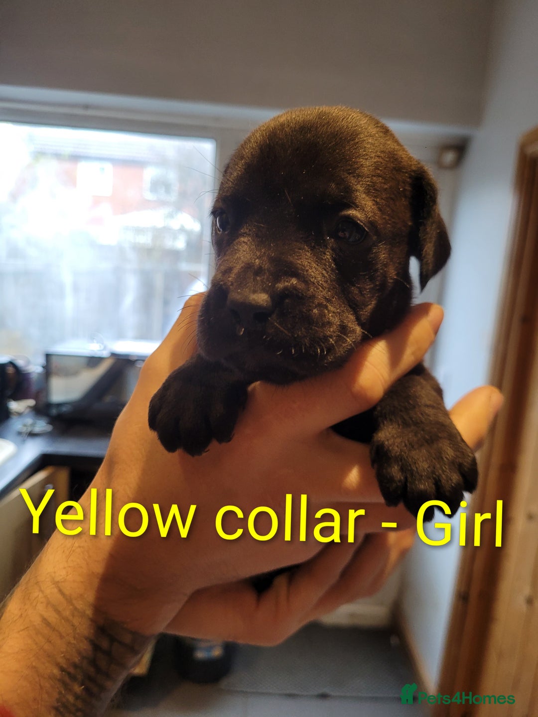 Mixed Breed dogs for sale: Douge de bordeaux x Presa Canerio  - Advert 10