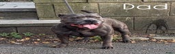 Staffordshire Bull Terrier dogs for sale: KC KING FURY X KASSIUS DAUGHTER PUPS  - Advert 5