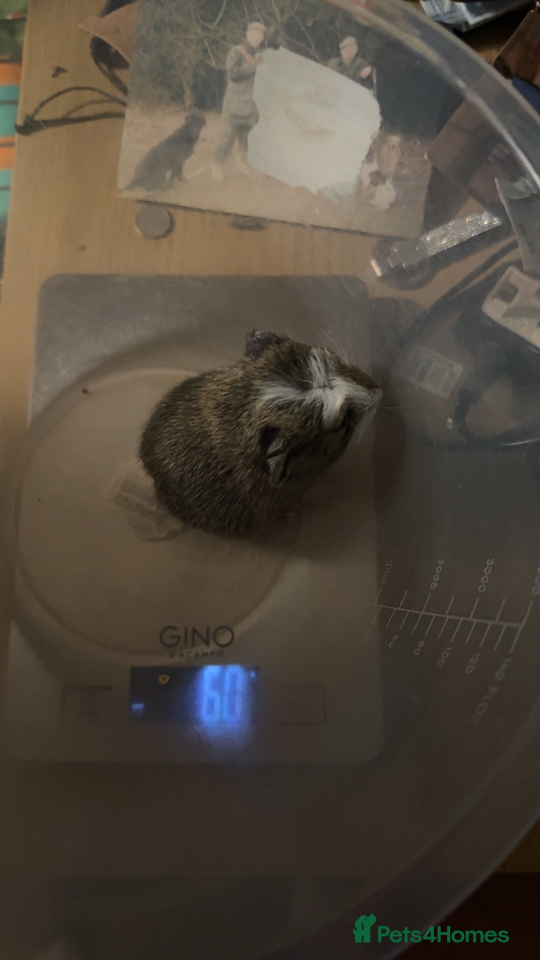 Guinea Pig rodents for sale: Two young male Guinea pigs - Advert 5