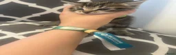 Mixed Breed cats for sale: Kittens  - Advert 13