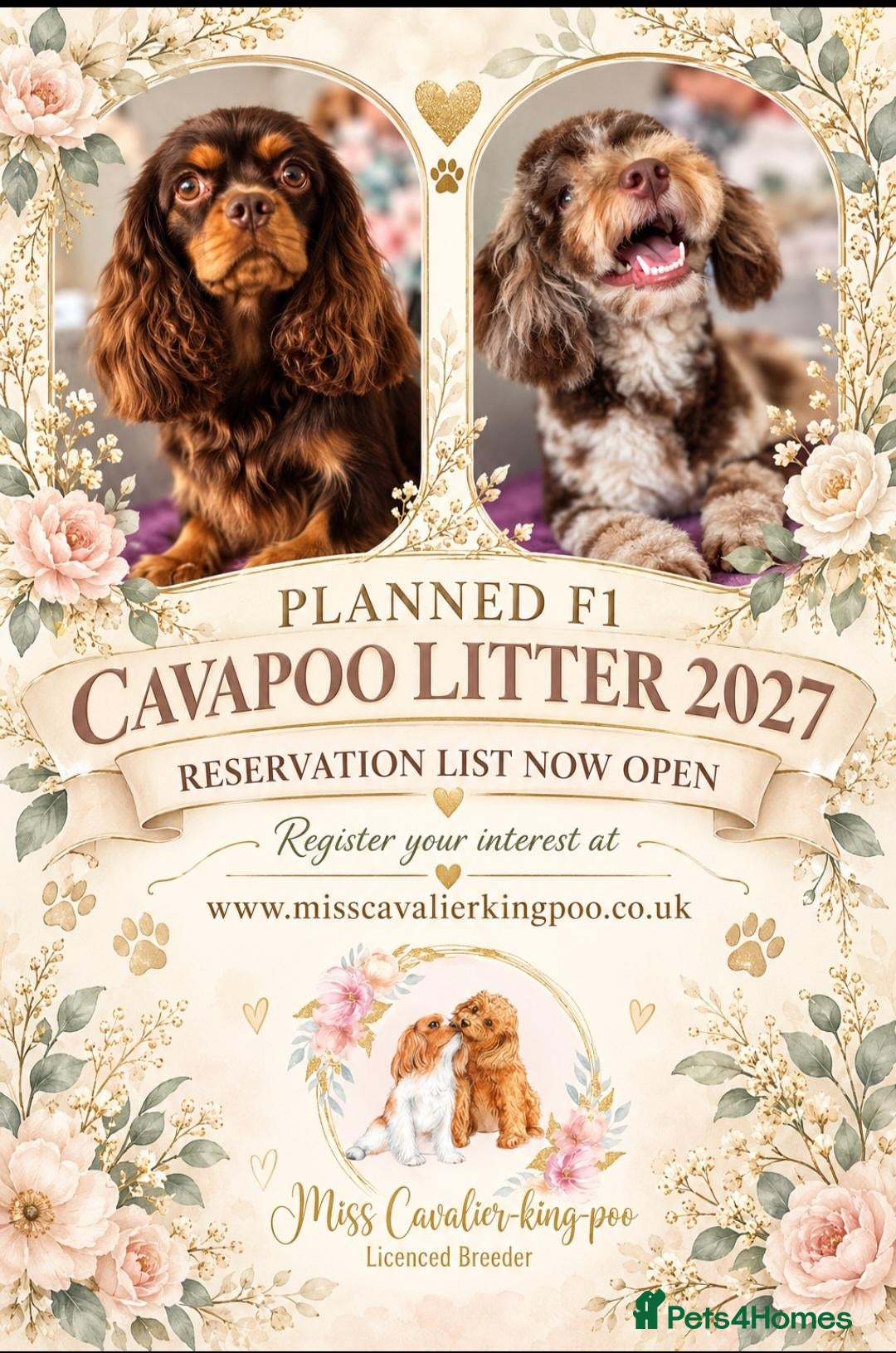Cavapoo dogs for sale: Planned Cavapoo litters  - Advert 2