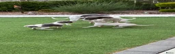 Italian Greyhound dogs for sale: Italian greyhound puppies  - Advert 1