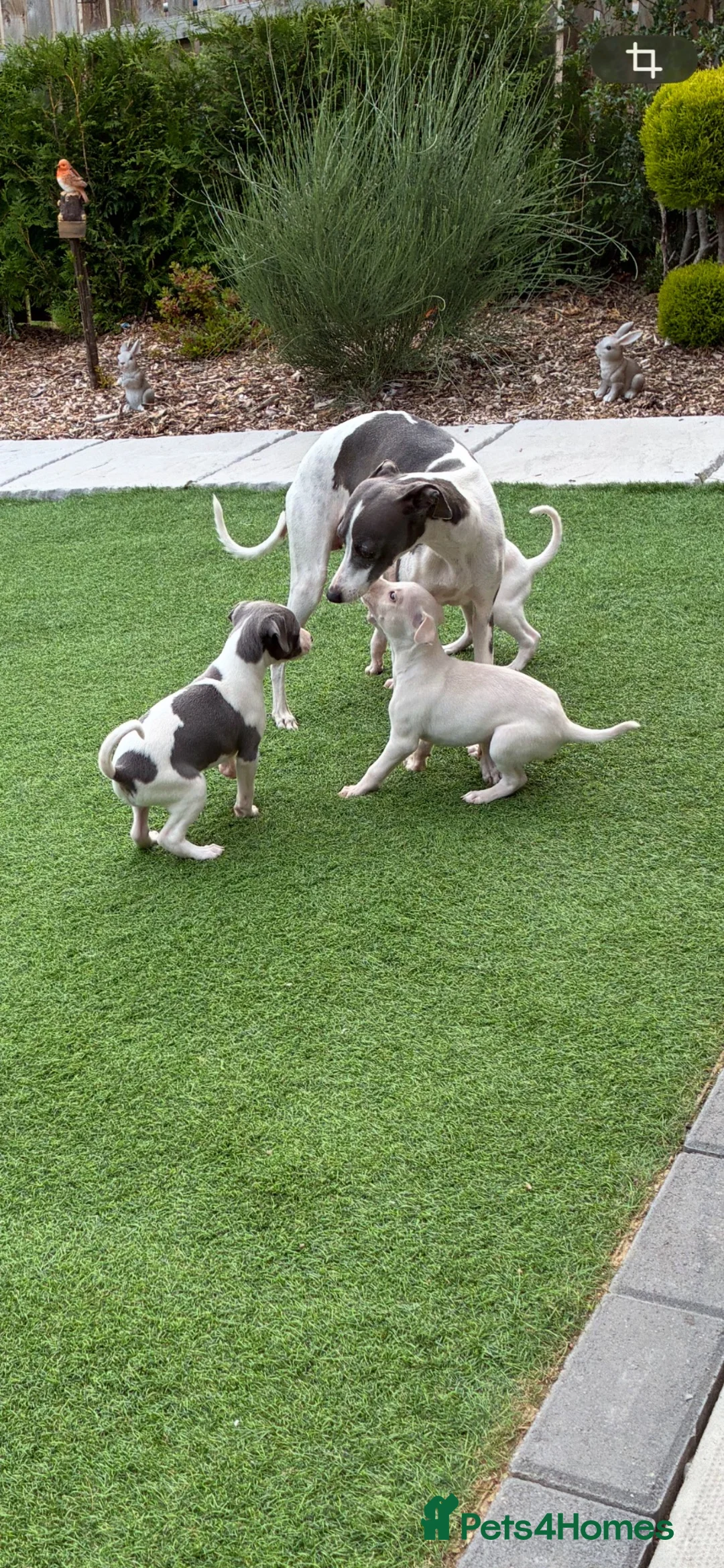 Italian Greyhound dogs for sale: Italian greyhound puppies  - Advert 1