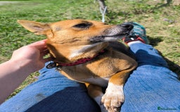 Mixed Breed dogs for adoption: 💖🐶 BARBIE 🐶💖 - Image 16