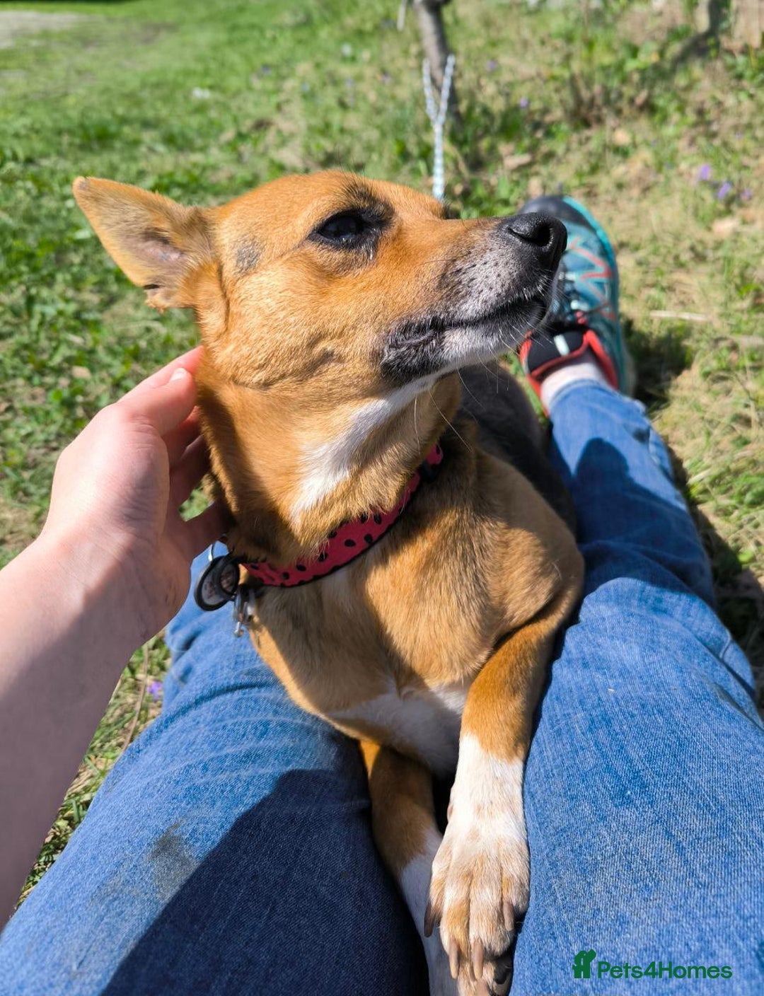 Mixed Breed dogs for adoption: 💖🐶 BARBIE 🐶💖 - Image 16