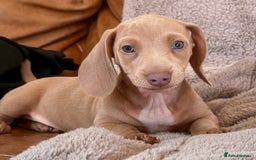 Miniature Dachshund dogs for sale: READY TO LEAVE Rainbow KC Reg Miniature Dachshunds - Image 13