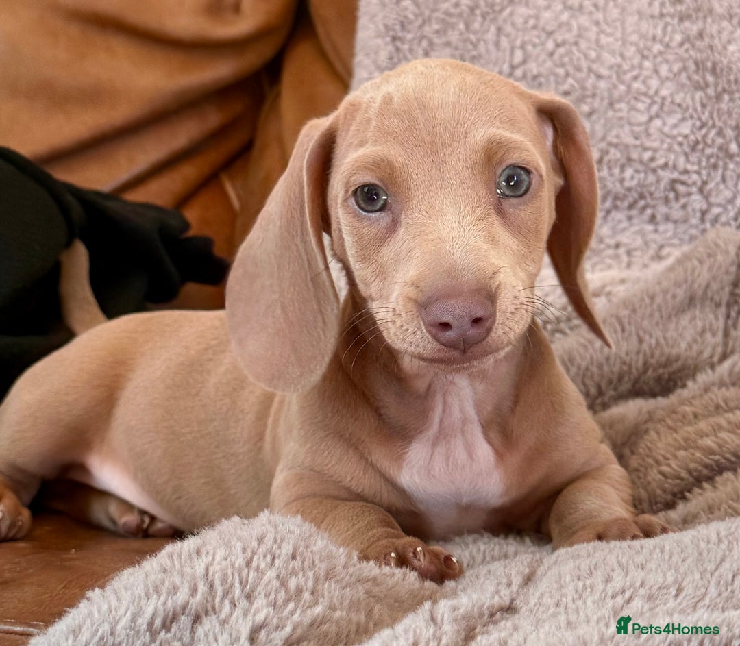Miniature Dachshund dogs for sale: READY TO LEAVE Rainbow KC Reg Miniature Dachshunds - Image 13