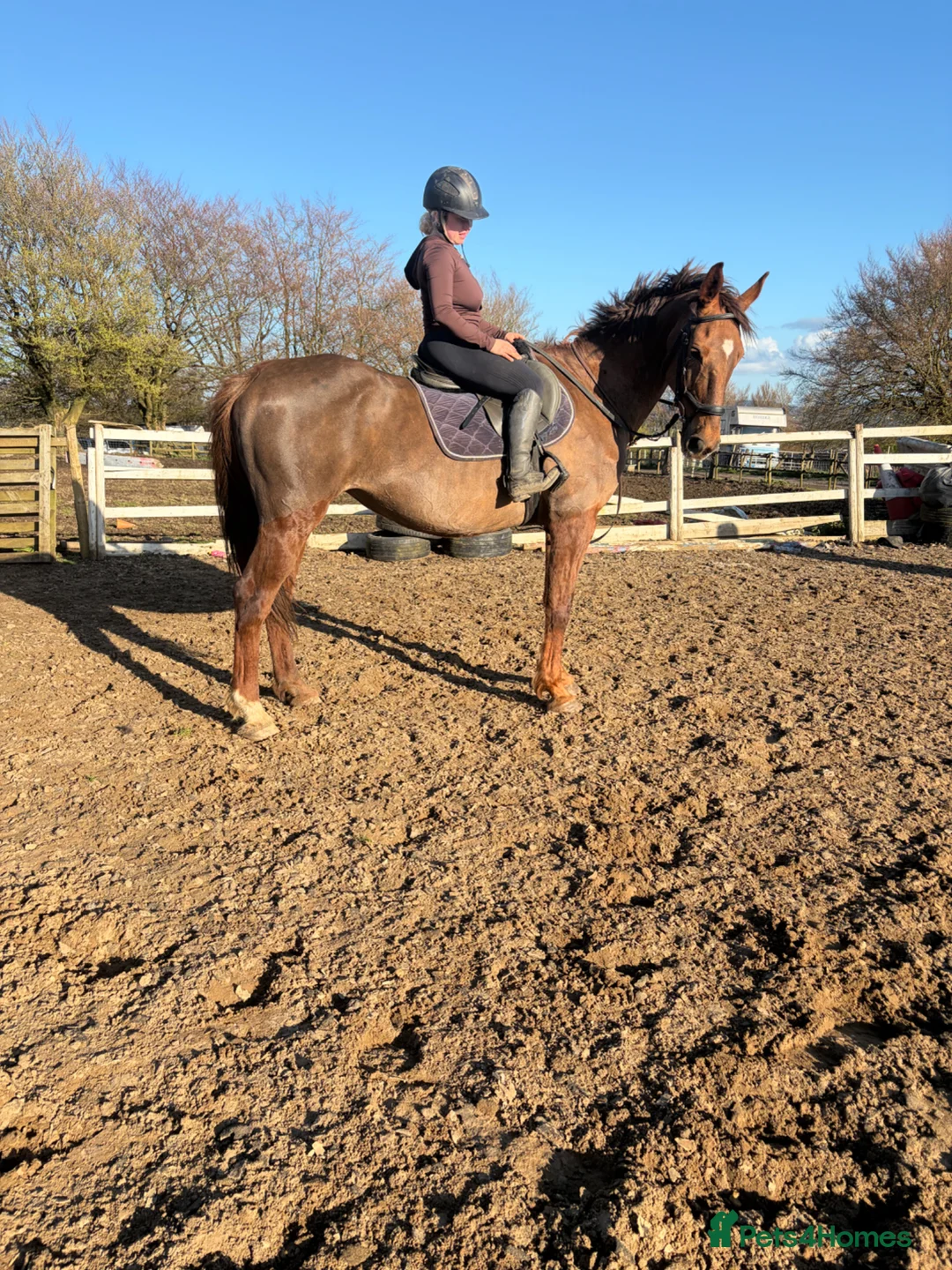 Irish Sports horses for sale: Super 15.2 allrounder  - Advert 1