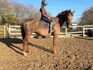 Irish Sports horses Super 15.2 allrounder - Advert 1