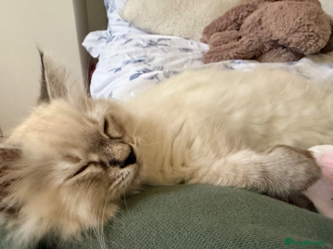 Ragdoll cats for sale: Ragdoll kitten in Bournemouth - Advert 2