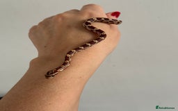 Corn Snake reptiles for sale: Great STARTER SET UP  - Corn Snake & Enclosure - Advert 2