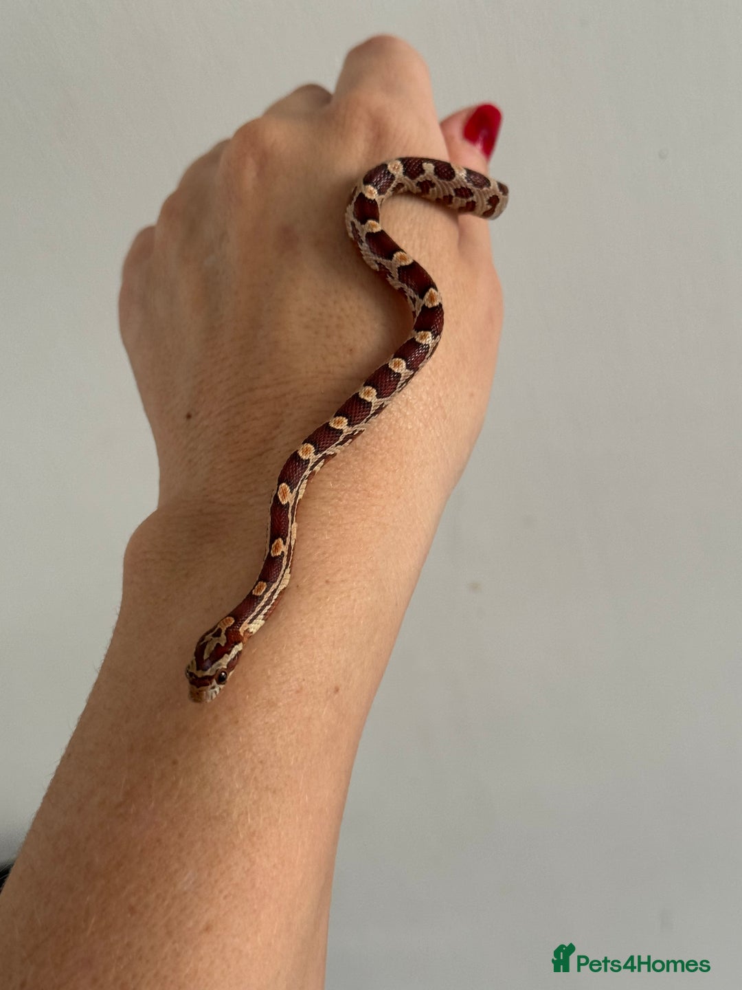 Corn Snake reptiles for sale: Great STARTER SET UP  - Corn Snake & Enclosure - Advert 2