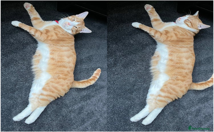 American Shorthair cats - Advert 3