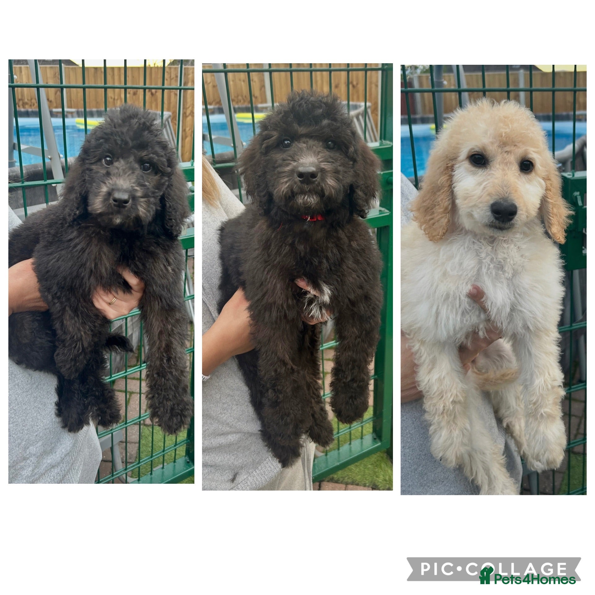 Labradoodle dogs Chunky health tested f1bb standard labradoodles  - Advert 1
