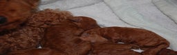 Toy Poodle dogs for sale: Beautiful solid red KC toy poodle - Advert 4