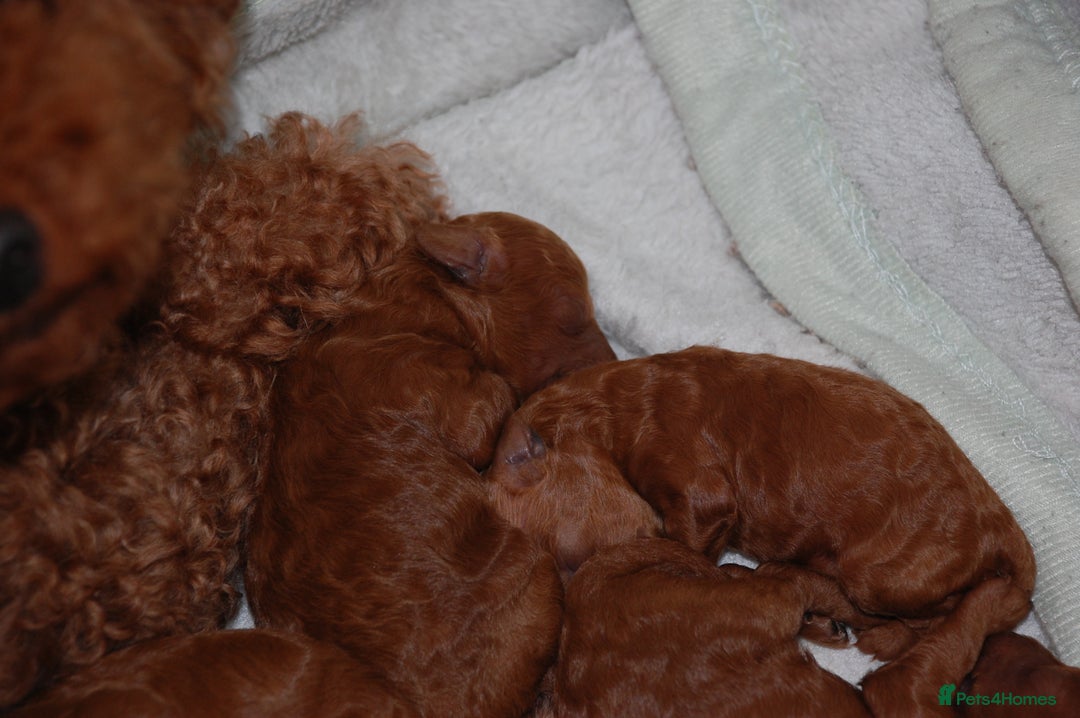 Toy Poodle dogs for sale: Beautiful solid red KC toy poodle - Advert 4