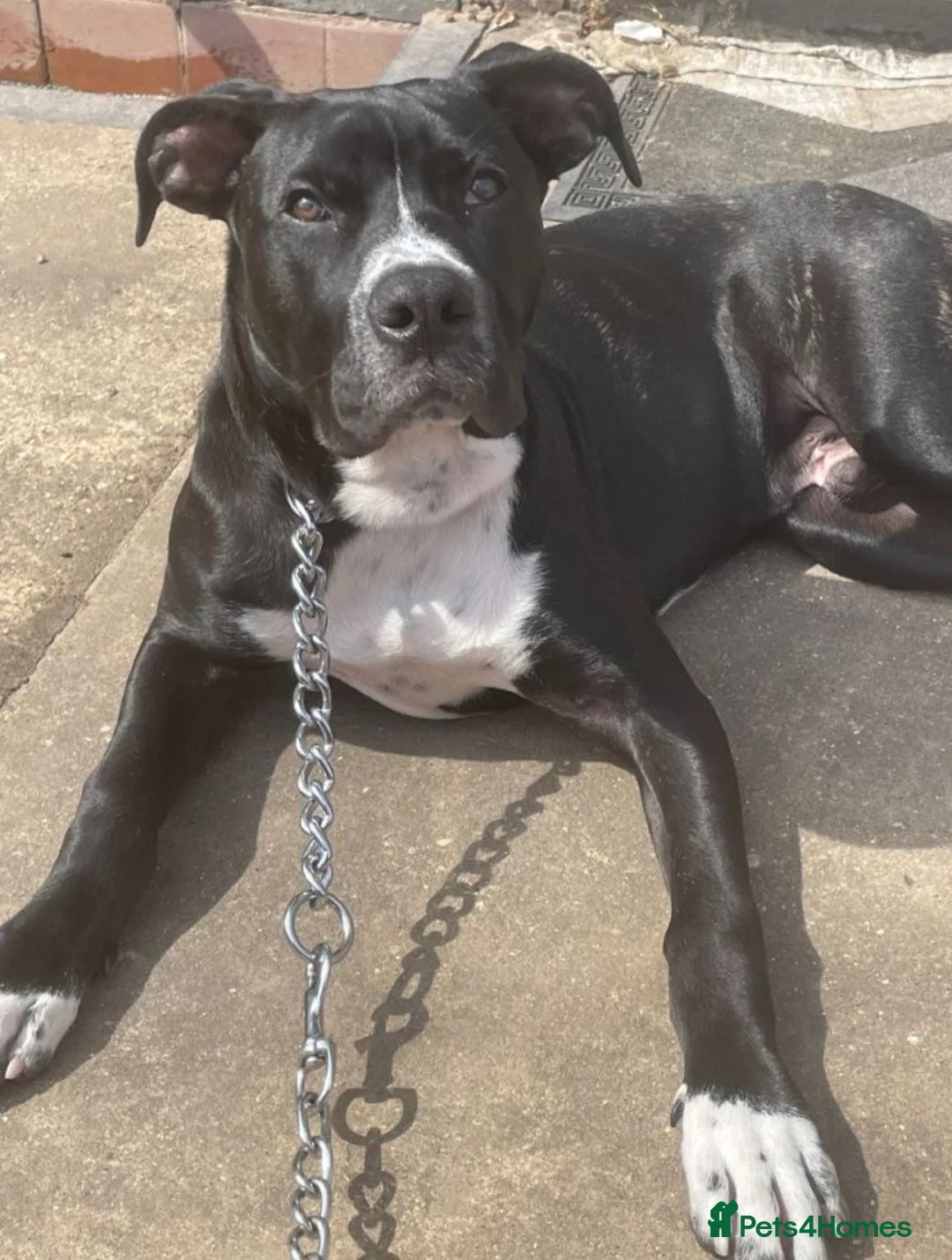 Mixed Breed dogs for sale: Cane corso X Presa canario - Advert 2