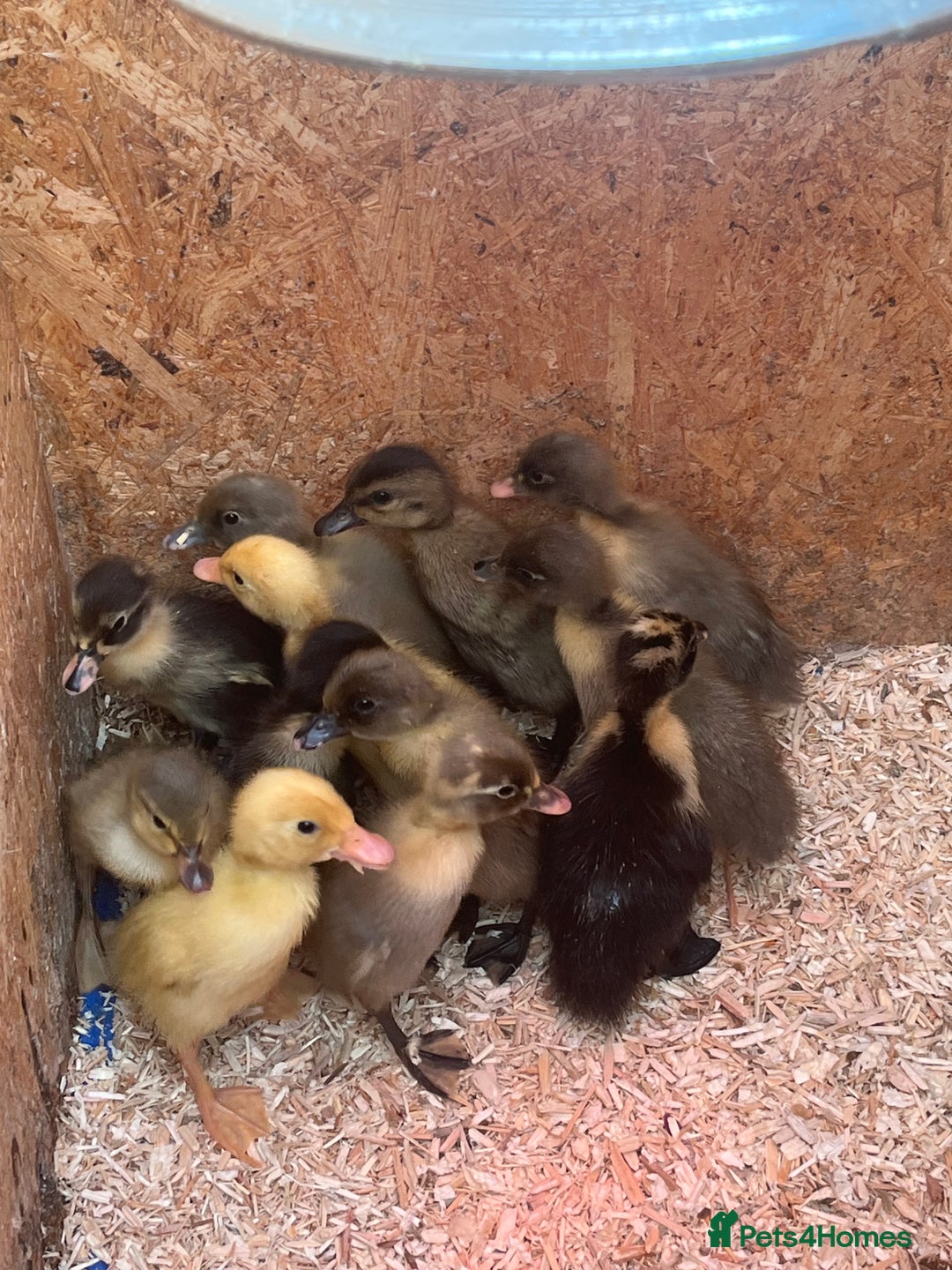 Chickens poultry for sale: Silkies - ducklings - Drakes - Advert 29