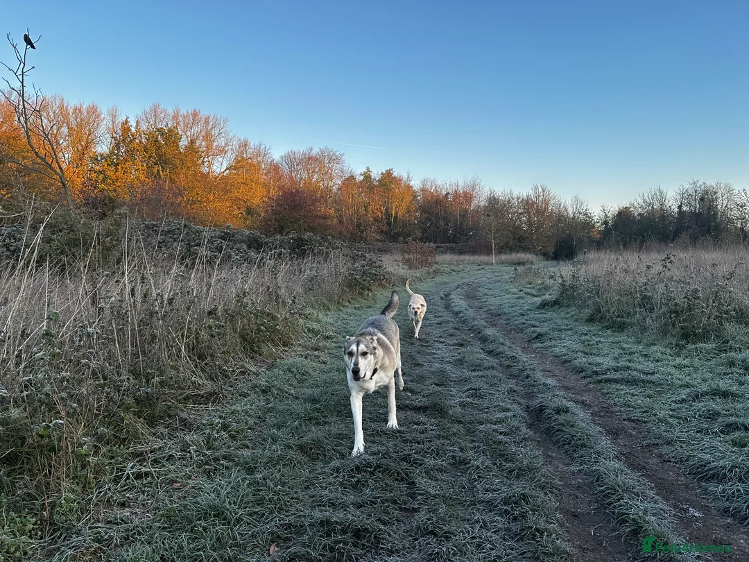 Mixed Breed dogs for sale: Farla, a beautiful, good-natured German Shepherd - Advert 5