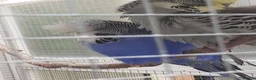 Budgerigars birds for sale: Adult show type blue budgies - Advert 14