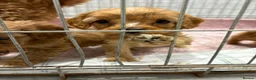 Cavapoo dogs for sale: Red Cavapoo puppies  - Advert 12