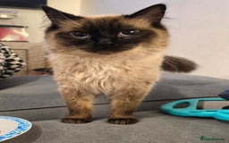 Maine Coon cats for sale: Mainecoon x ragdoll male cat  - Advert 2