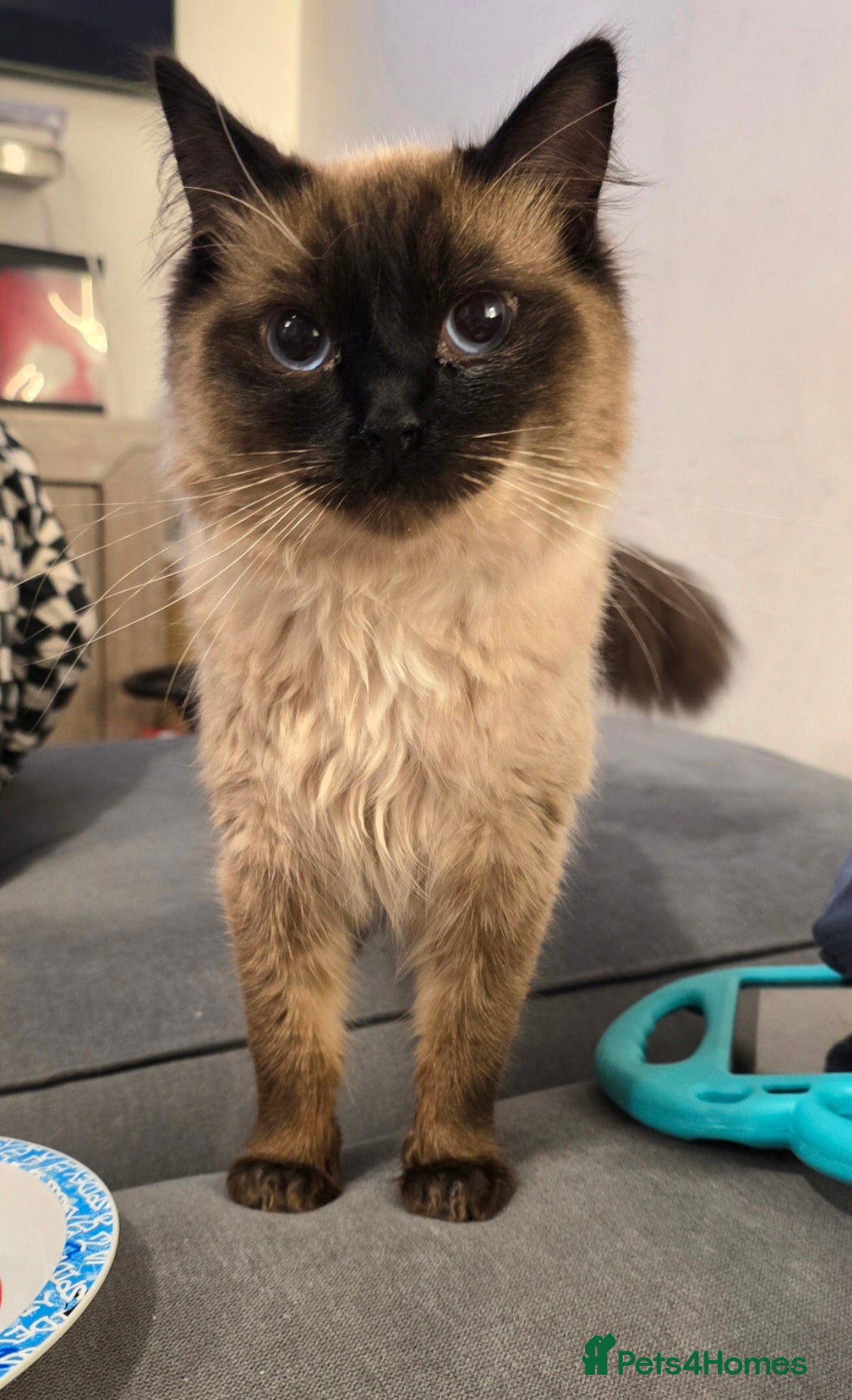 Maine Coon cats for sale: Mainecoon x ragdoll male cat  - Advert 2