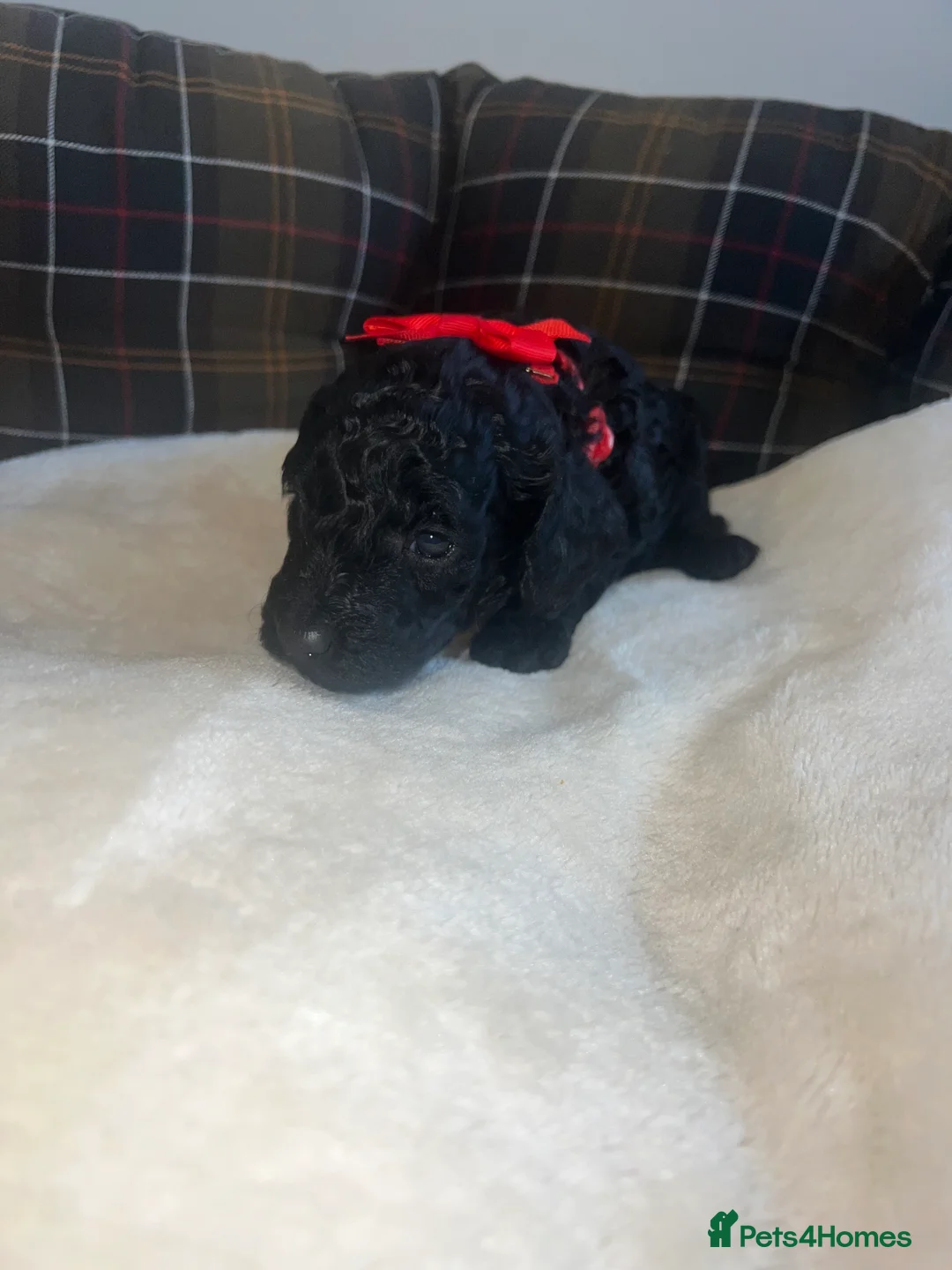 Poodle dogs for sale: 🐶🐶🐶TOY POODLES for sale🐶🐶🐶 - Advert 26