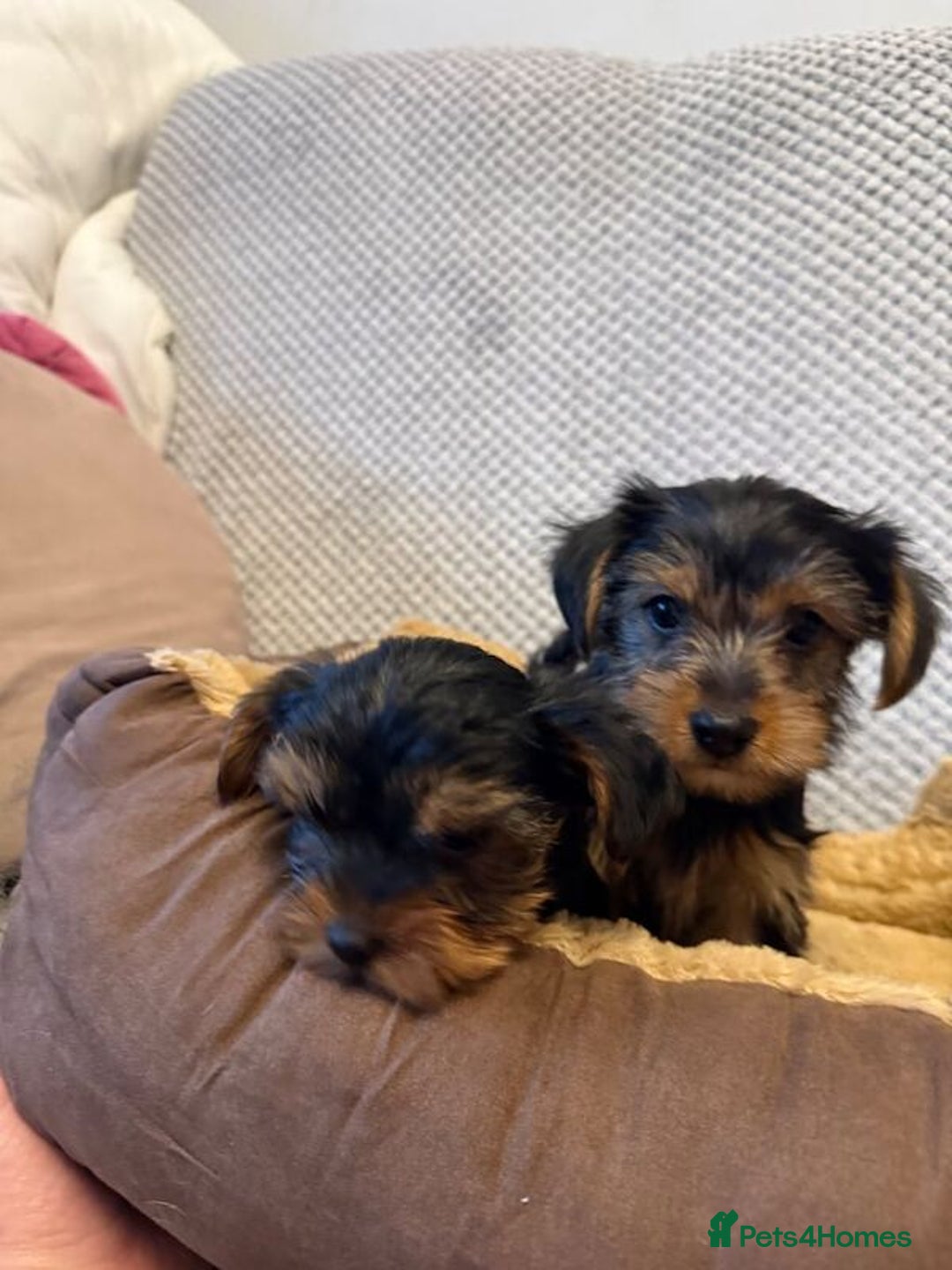 Yorkshire Terrier dogs for sale:  Yorkie Puppies Available  - Advert 3