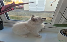Ragdoll cats for sale: 6 Purebred Blue Point Ragdoll Kittens - Image 6